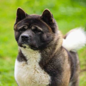 آکیتا آمریکایی