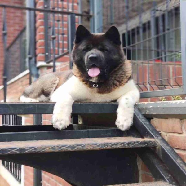 آکیتا آمریکایی