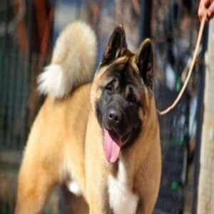 آکیتا آمریکایی