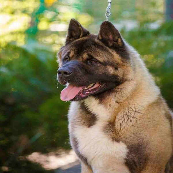 آکیتا آمریکایی