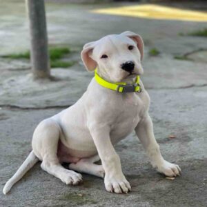 داگو آرژانتینو