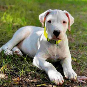 داگو آرژانتینو