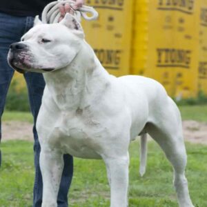 داگو آرژانتینو