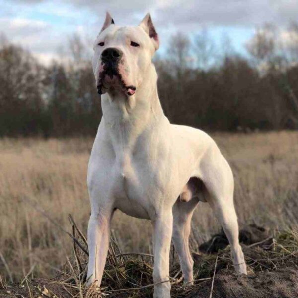 داگو آرژانتینو