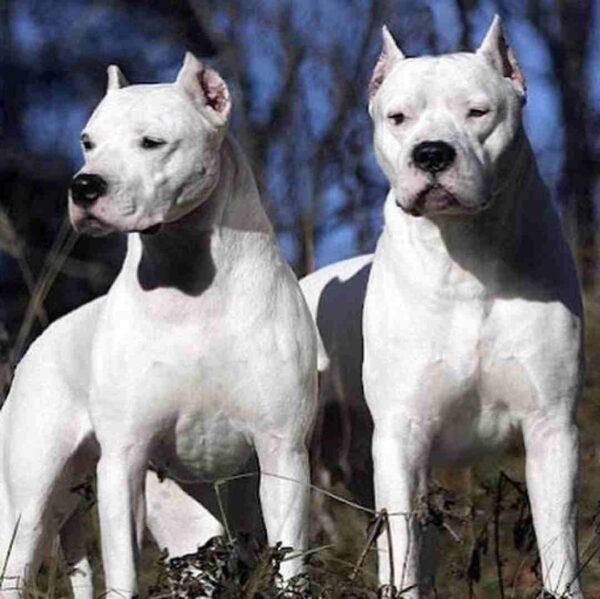 داگو آرژانتینو