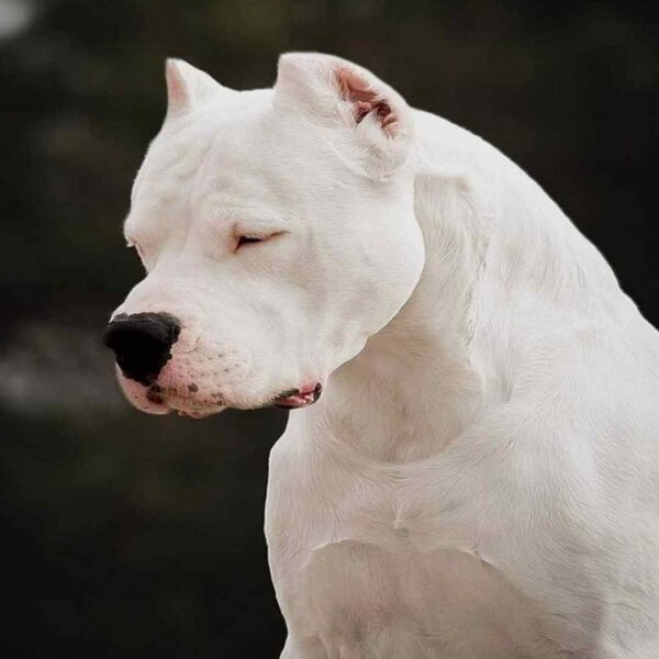 داگو آرژانتینو