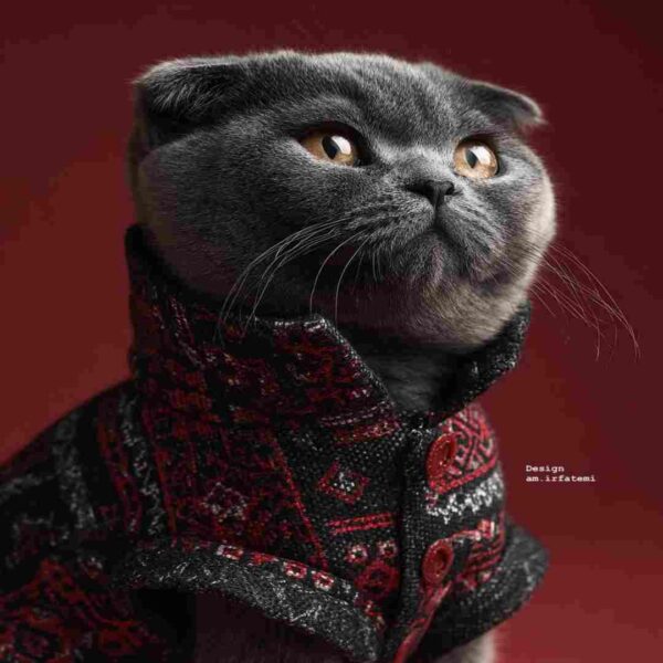 اسکاتیش فولد