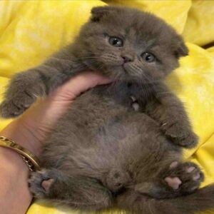 اسکاتیش فولد