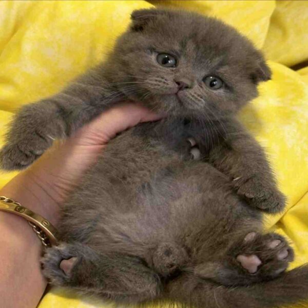 اسکاتیش فولد