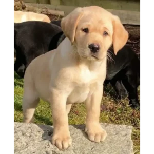 لابرادور رتریور