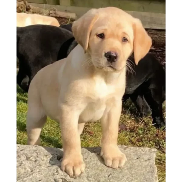 لابرادور رتریور