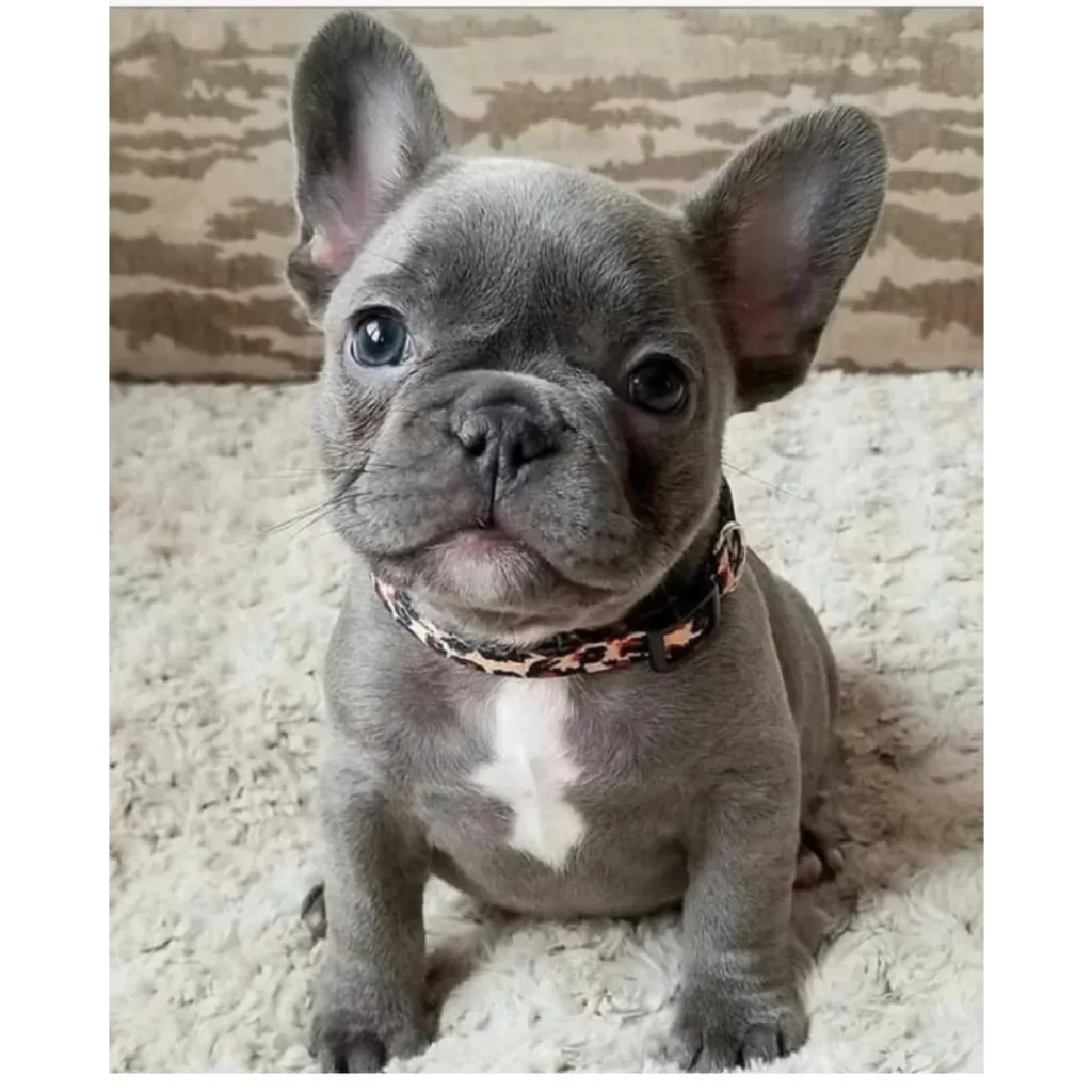 فرنچ بولداگ