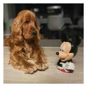 کوکر اسپانیل