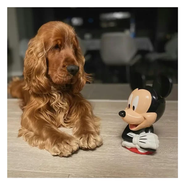 کوکر اسپانیل