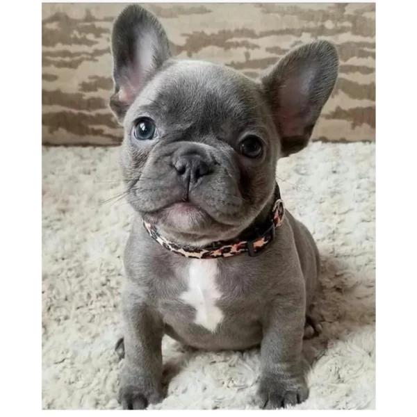 فرنچ بولداگ