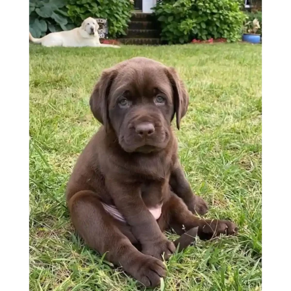 لابرادور رتریور