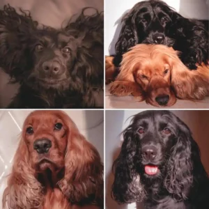 کوکر اسپانیل