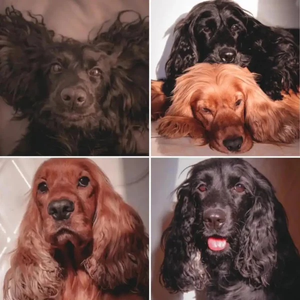 کوکر اسپانیل