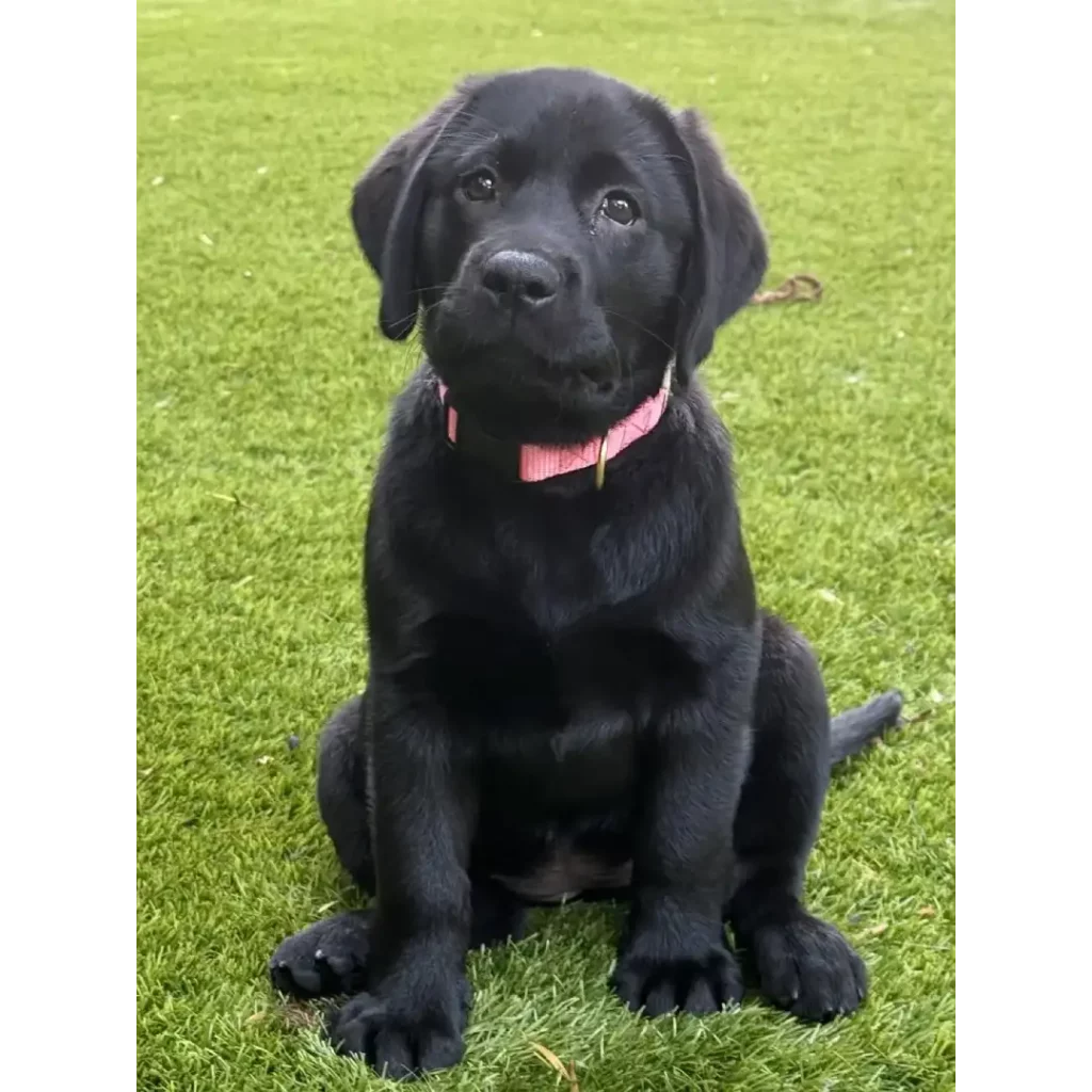 لابرادور رتریور