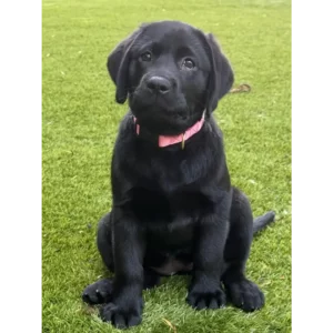 لابرادور رتریور