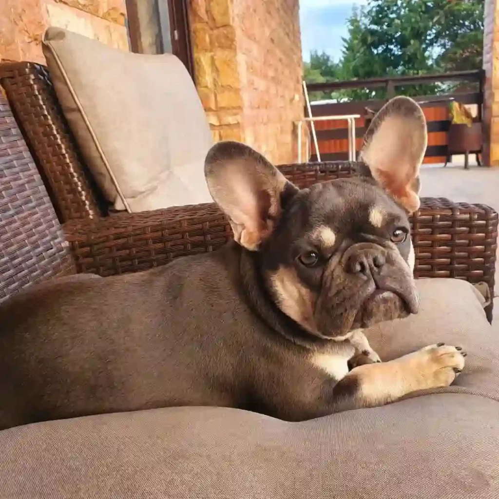 فرنچ بولداگ