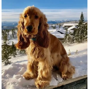 کوکر اسپانیل