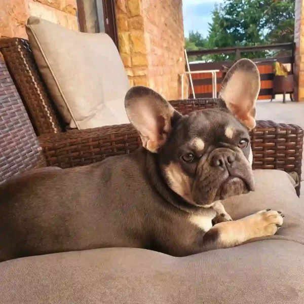 فرنچ بولداگ