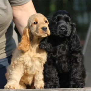 کوکر اسپانیل