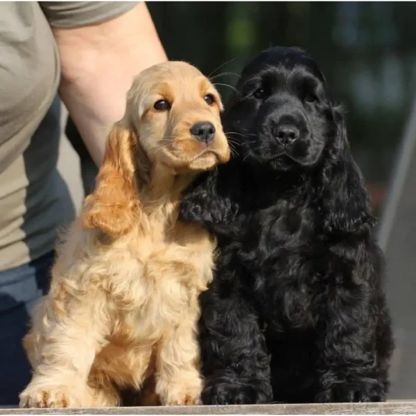 کوکر اسپانیل