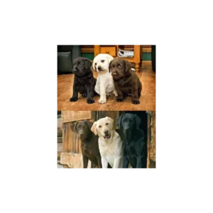 لابرادور رتریور