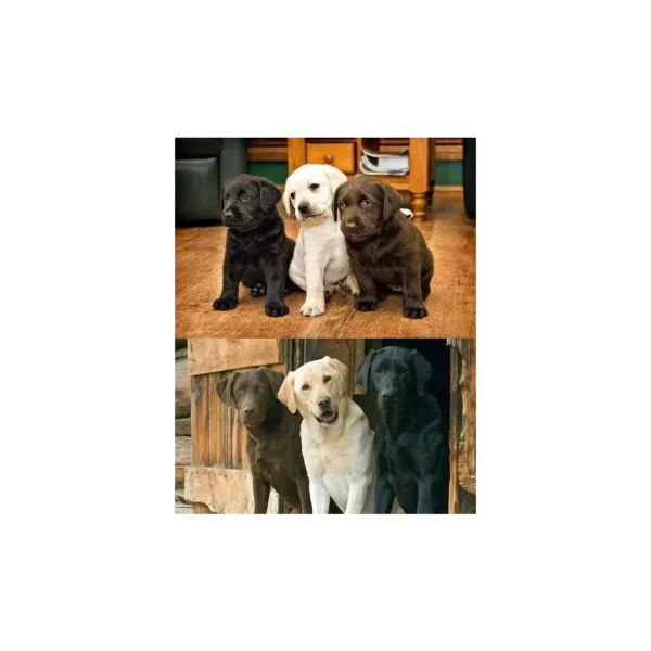 لابرادور رتریور