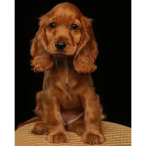 کوکر اسپانیل