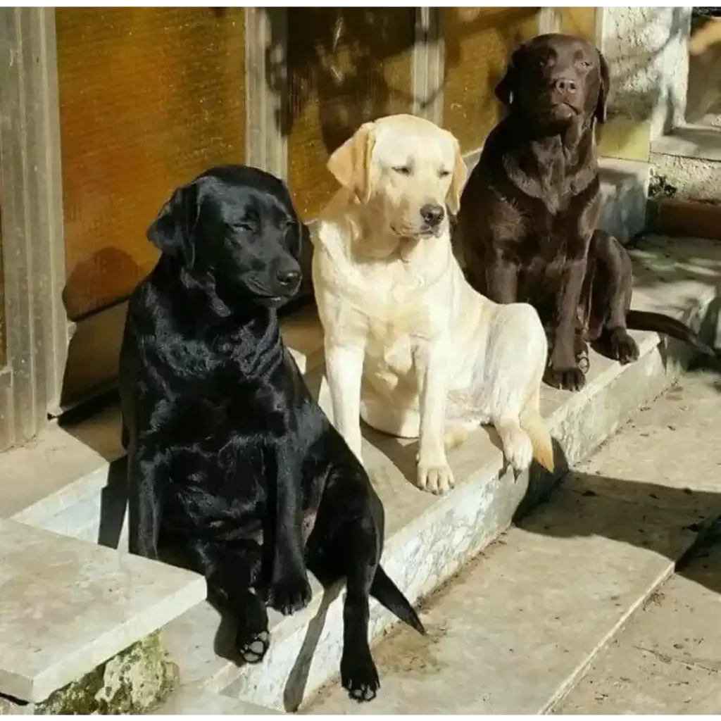 لابرادور رتریور