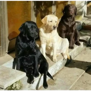 لابرادور رتریور