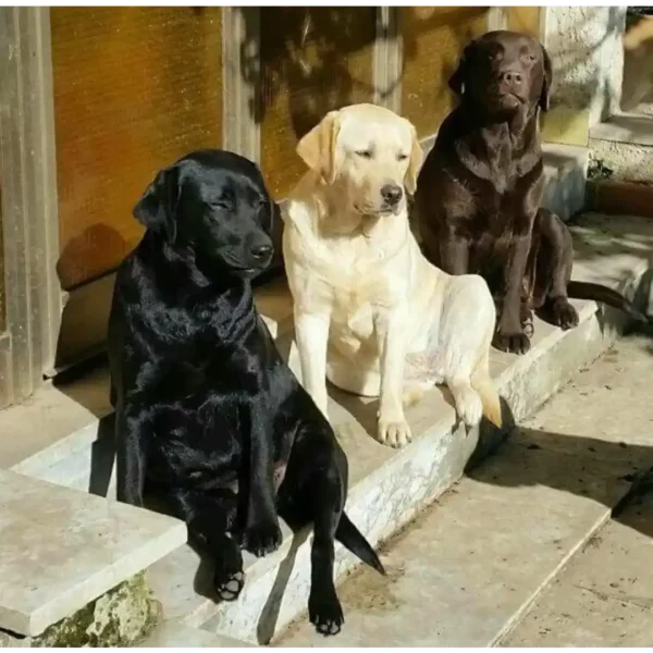 لابرادور رتریور