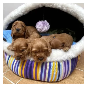 کوکر اسپانیل