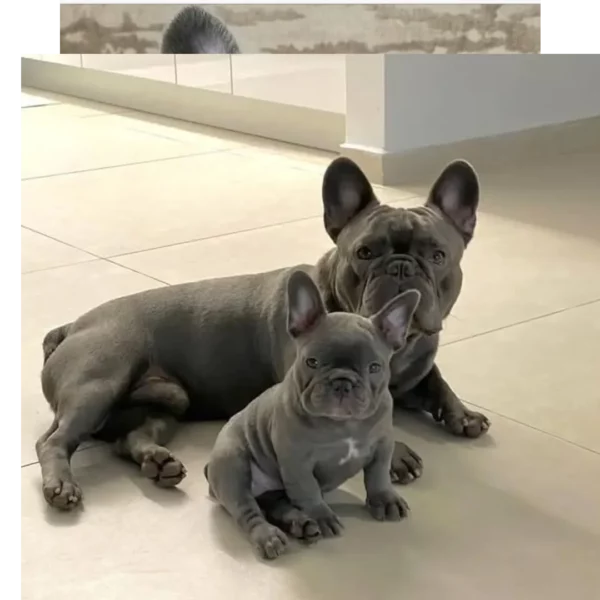 فرنچ بولداگ