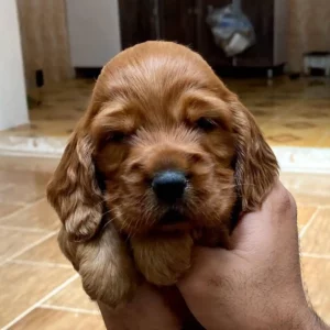 کوکر اسپانیل