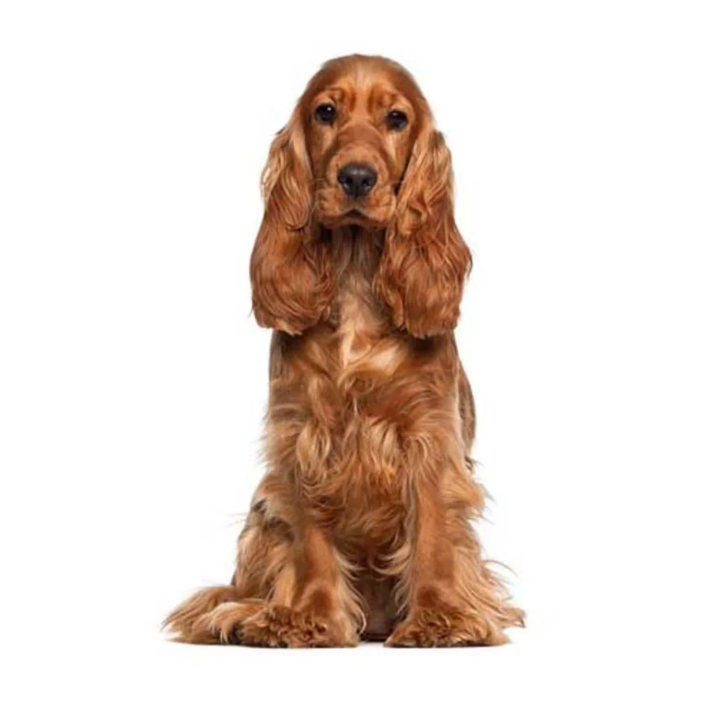 کوکر اسپانیل