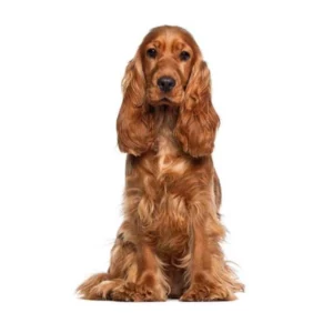 کوکر اسپانیل