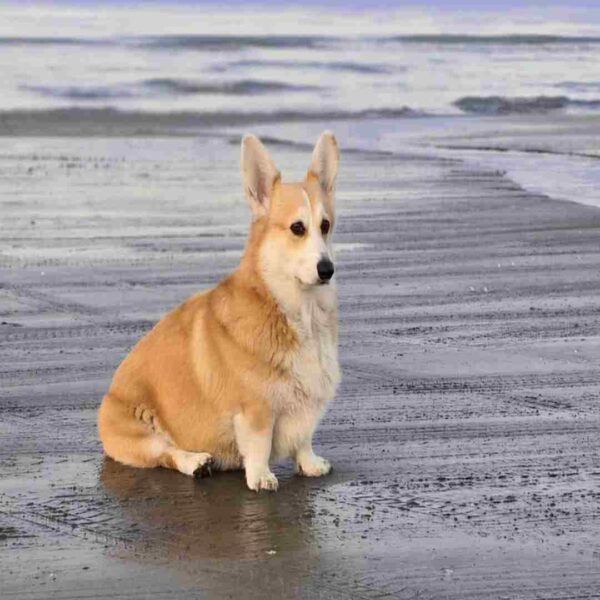 پمبروک ولش کورگی