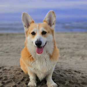 پمبروک ولش کورگی