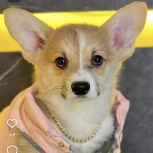 پمبروک ولش کورگی