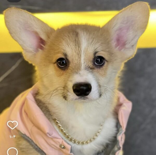 پمبروک ولش کورگی