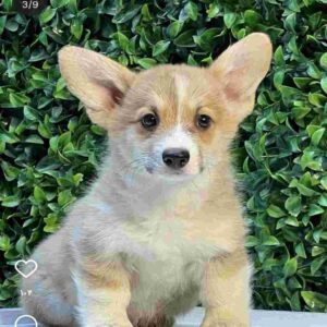 پمبروک ولش کورگی