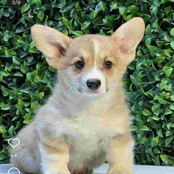 پمبروک ولش کورگی