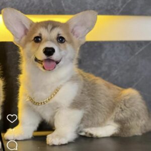 پمبروک ولش کورگی