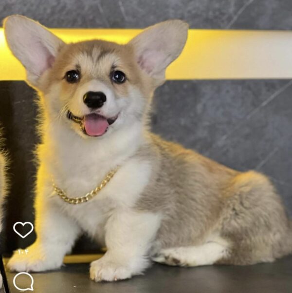 پمبروک ولش کورگی