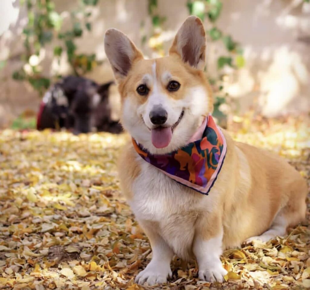 پمبروک ولش کورگی