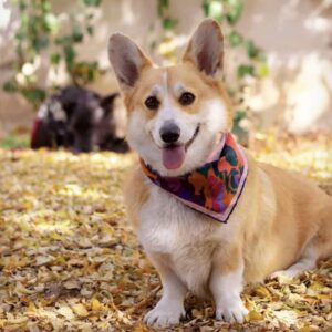 پمبروک ولش کورگی